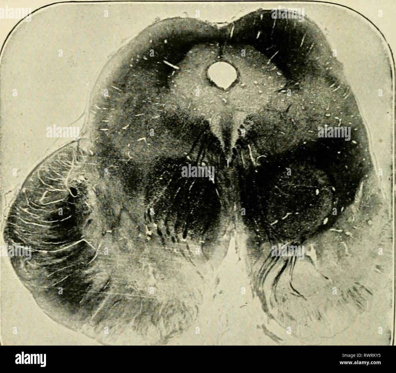 Elements of histology (1898 Stock Photo - Alamy