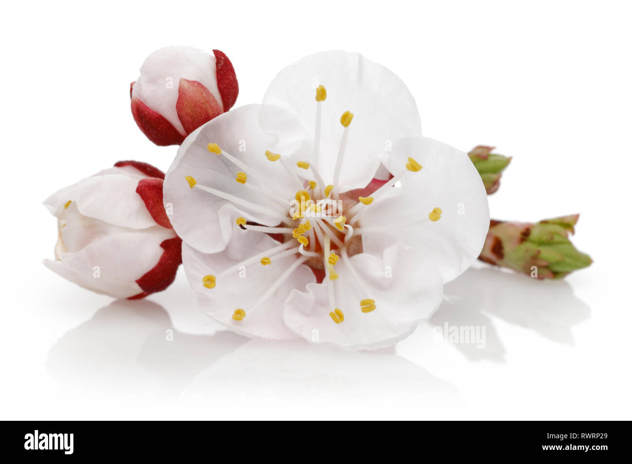 almond flower with buds isolated on white background Stock Photo