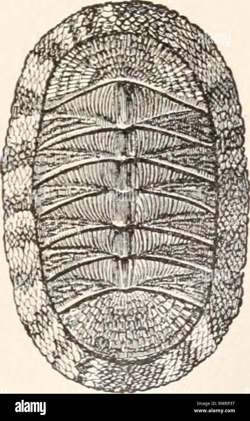 Elements of comparative zoology (1904 Stock Photo Alamy