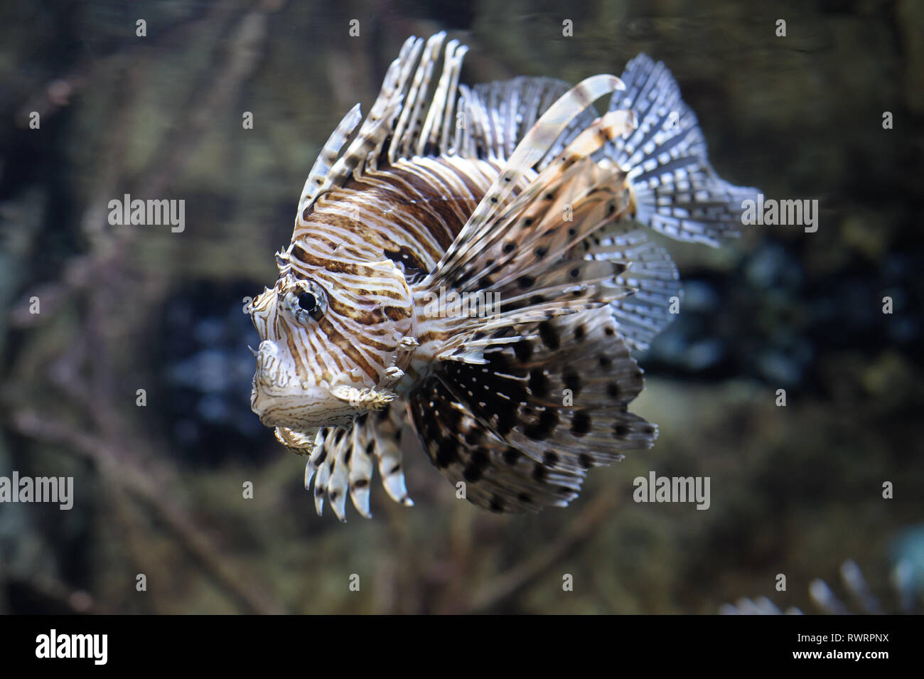 Common lionfish (Pterois volitans) swimming in water. Fish is a tropical  species with a painful venom Stock Photo - Alamy