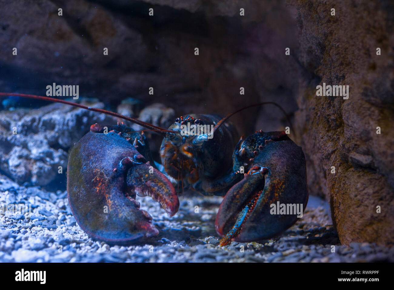 Big lobster under water on a rocky bottom Stock Photo