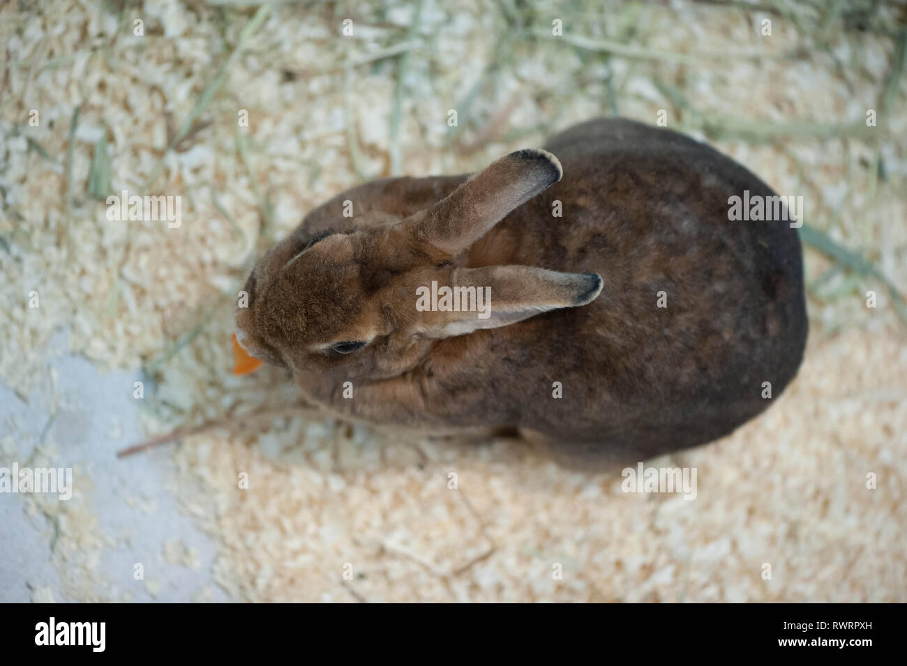 Little baby rabbit on sawdust eating vegetable Stock Photo Alamy