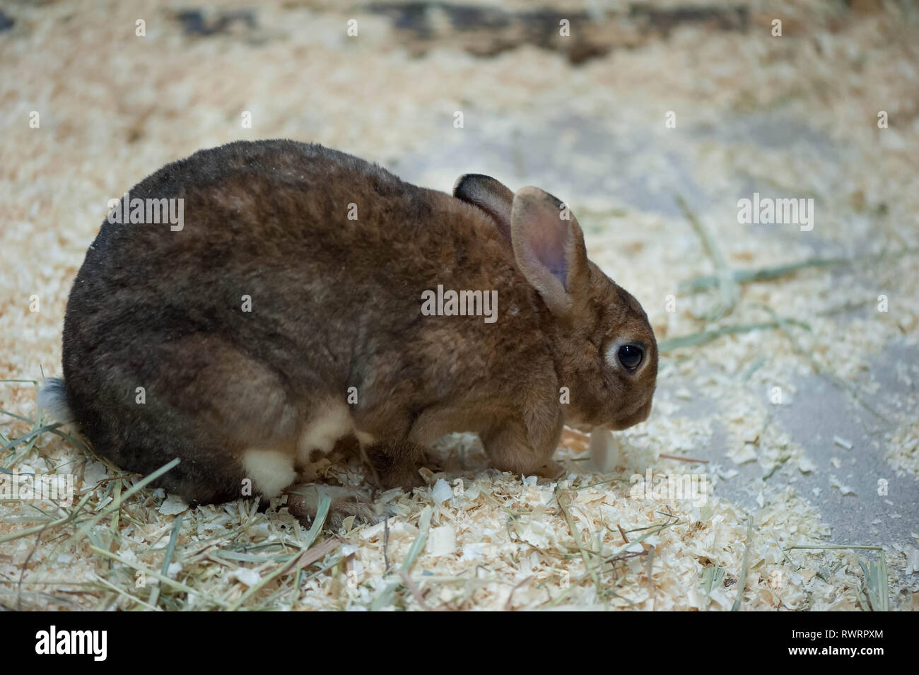 Little baby rabbit on sawdust eating vegetable Stock Photo Alamy