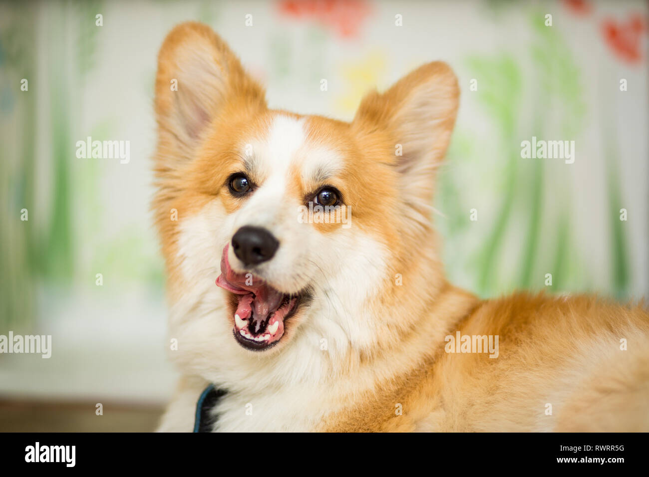 Dog corgi red color with his tongue out sticker close-up portrait Stock ...