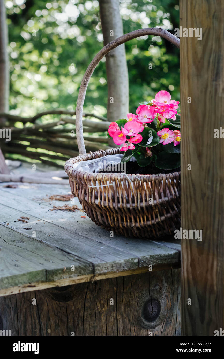 pink begonias in a wicker basket on wooden table outdoors- rural garden decoration Stock Photo