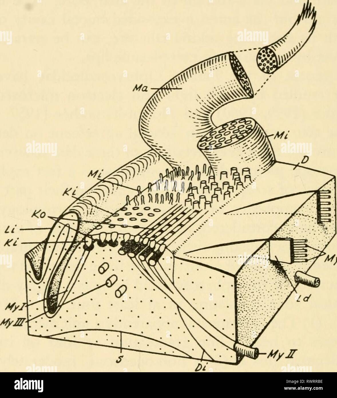 Electron-microscopic structure of protozoa (1963) Electron-microscopic structure of protozoa electronmicrosco00pite Year: 1963  208 ELECTRON-MICROSCOPIC STRUCTURE OF PROTOZOA The adoral ciliature consists of a long spiral band in which cilia occur in short oblique rows, each row arising from a basal rod visible in the light microscope (Text-fig. 16). Electron micrographs of sections through the level of the kinetosomes show that the rows are uniformly aligned, and not separated into groups corresponding to discrete membranelles. Each kineto-    Mymr Text-figure 16. Diagrammatic reconstruction  Stock Photo