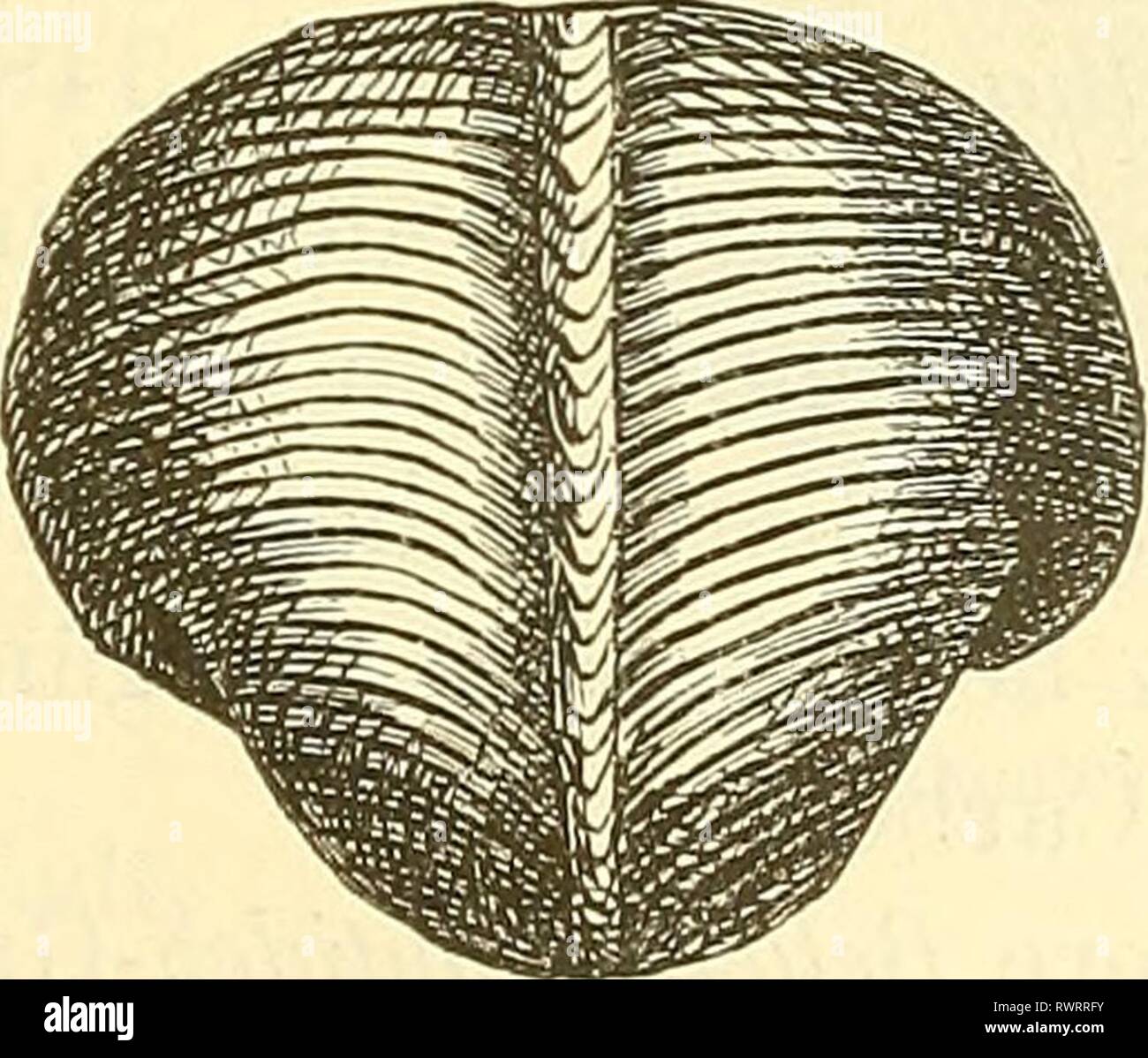 Elemente der palaeontologie (Palaeozoologie) (1884) Elemente der