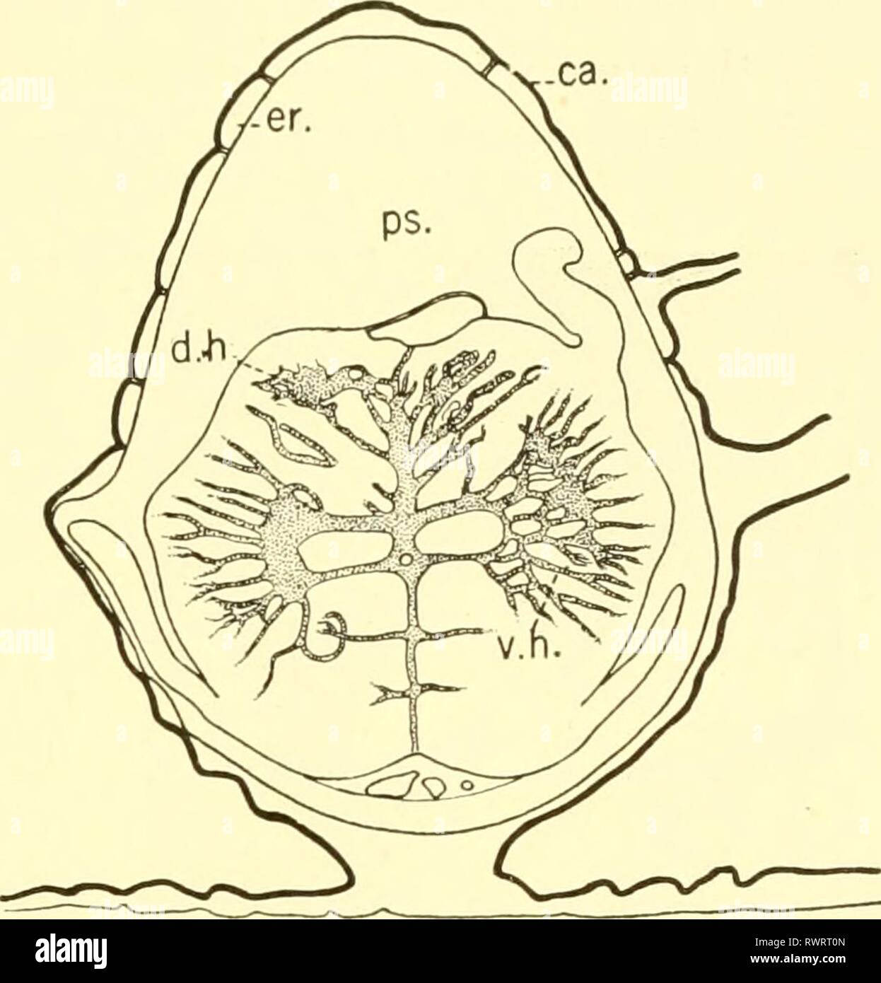The elasmobranch fishes (1934) The elasmobranch fishes elasmobranchfish03dani Year: 1934  A B Fig. 217. Transverse sections of the spinal cord. (From Sterzi.) A. Acanthias vulgaris. B. Baja clavata. ca., calcification; d.li., dorsal horn; d.r., dorsal root; er., endorachis; nc, neurocoele; pm., paracentral mass; ps., perimeningeal space; v.h., ventral horn. sixth nerve and the grey matter of the formatio-reticularis {f.r., fig. 216) is occupied in the cord by the ventral horn {v.h., fig. 217); while the general cutaneous nucleus of the medulla (g.c.n.) gives place to the dorsal horn of the cor Stock Photo
