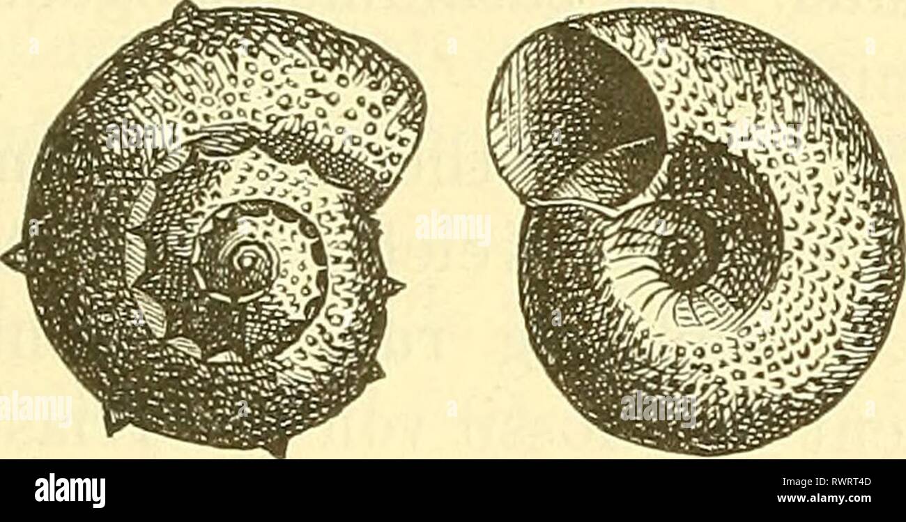 Fossil gastropoda hires stock photography and images Alamy