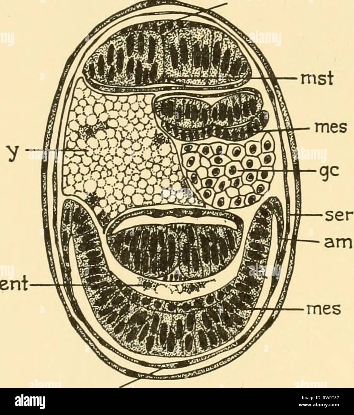 Embryology of insects and myriapods Stock Photo Alamy