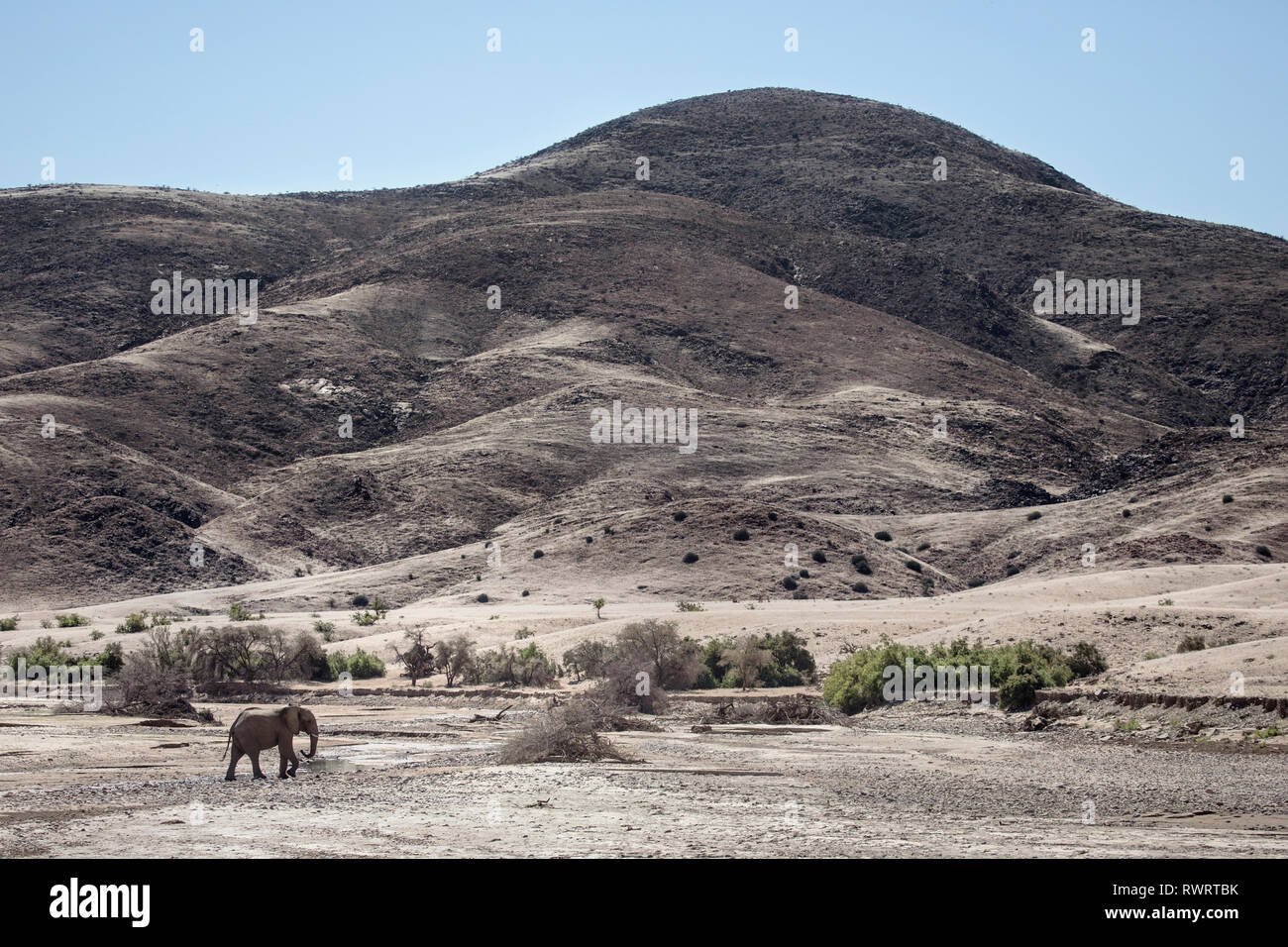 A desert Elephant near Purros, Namibia. Stock Photo