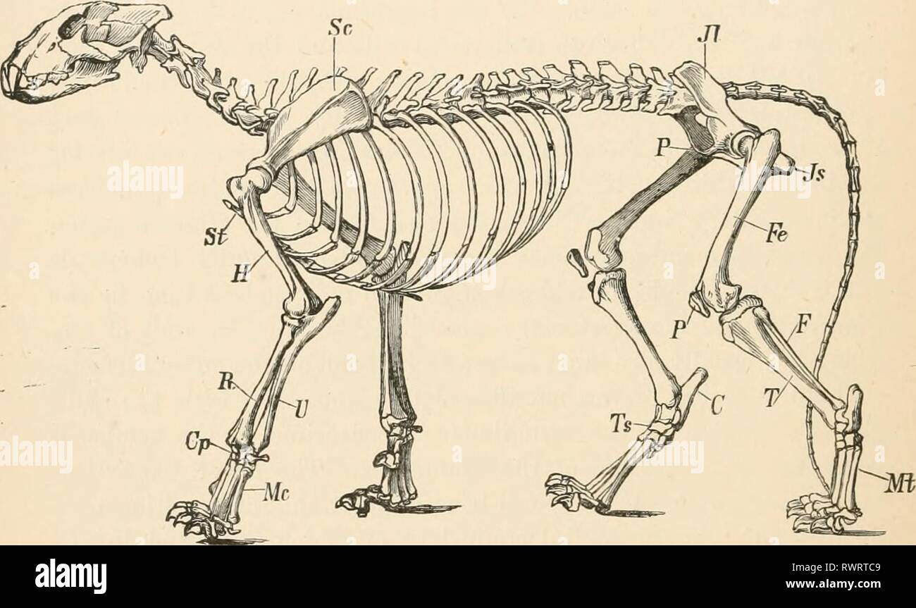 Proarticulates Elementary text-book of zoology (1884) Elementary text-book of zoology ...