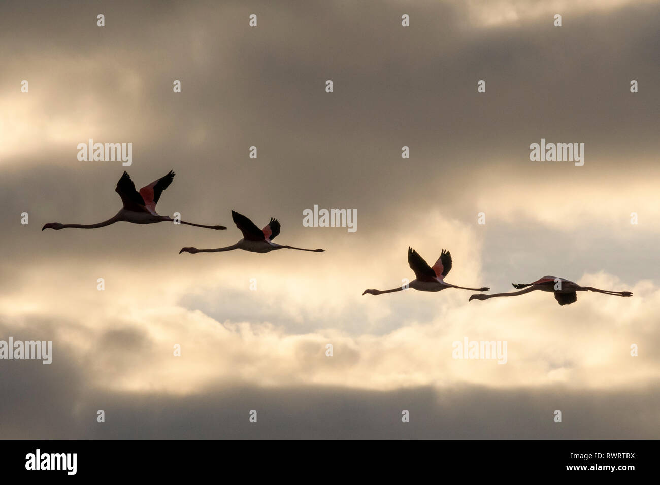 Silhouettes of a  flock of flamingos in flight Stock Photo