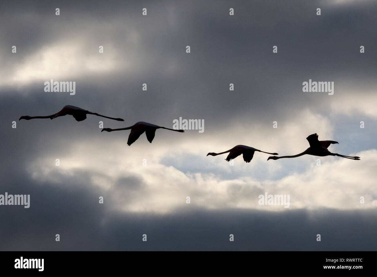 Silhouettes of a  flock of flamingos in flight Stock Photo