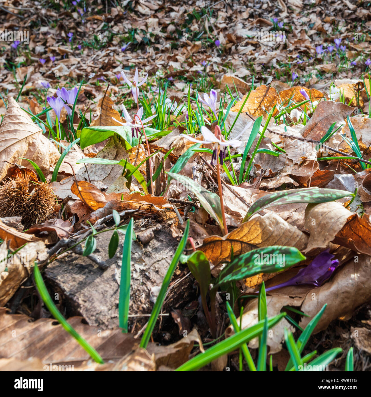 Crocus and first spring flowers Stock Photo - Alamy