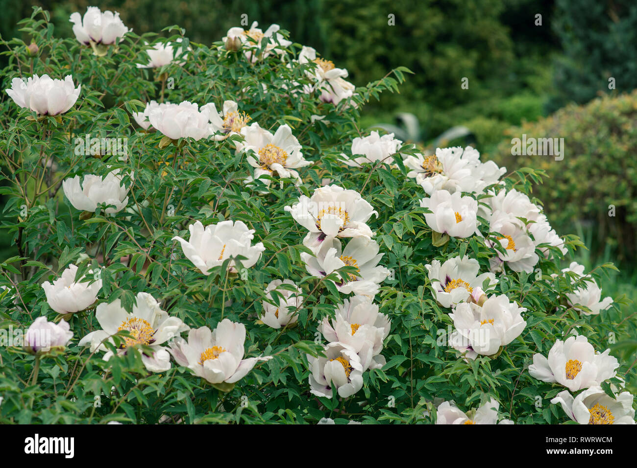 Paeonia suffruticosa white flower Stock Photo