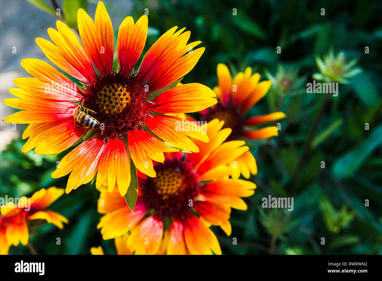 Gaillardia pulchella garden flower Stock Photo