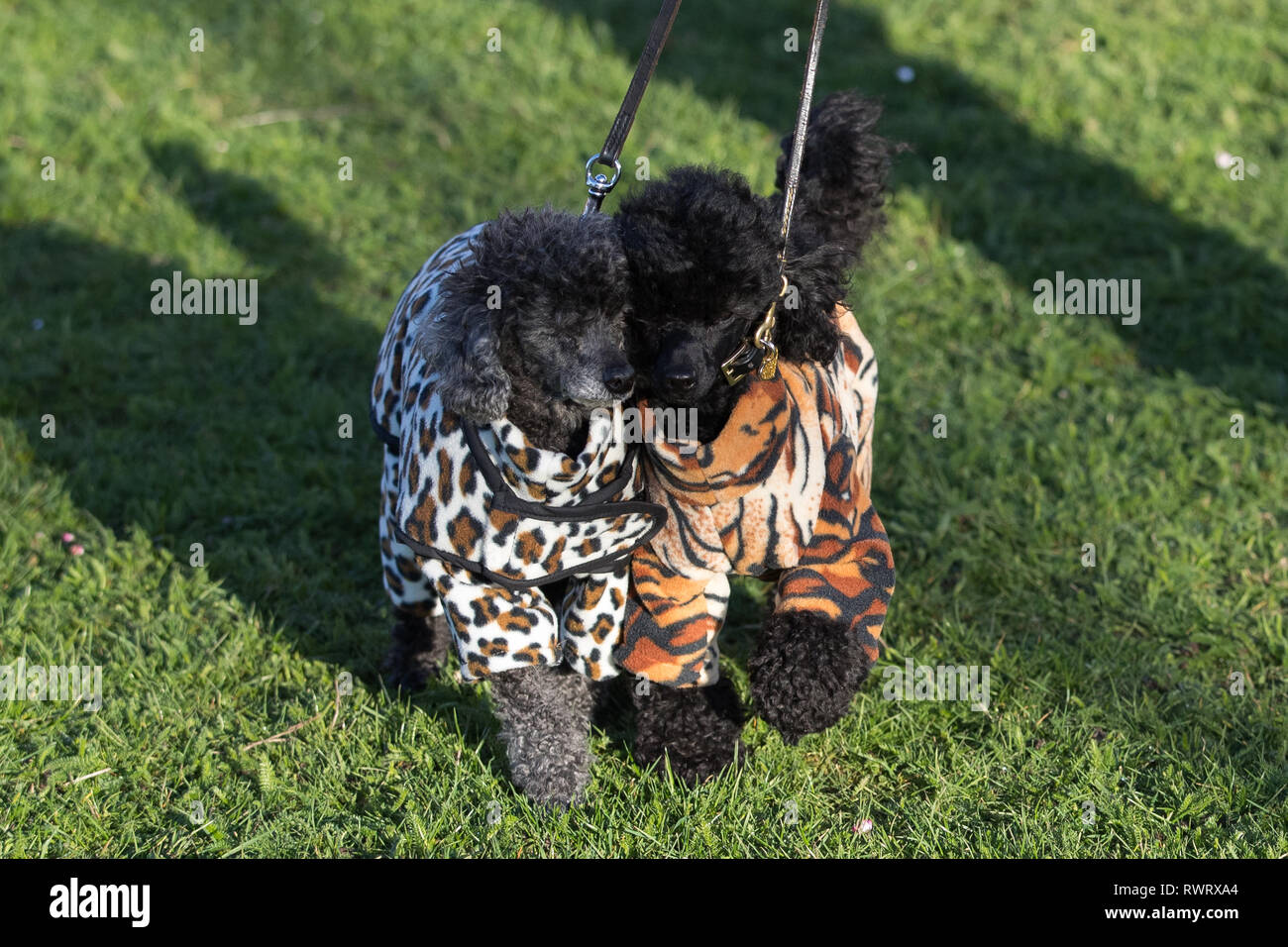 Two Toy Poodles arrive at the Birmingham National Exhibition Centre (NEC) for the first day of the Crufts Dog Show. Stock Photo