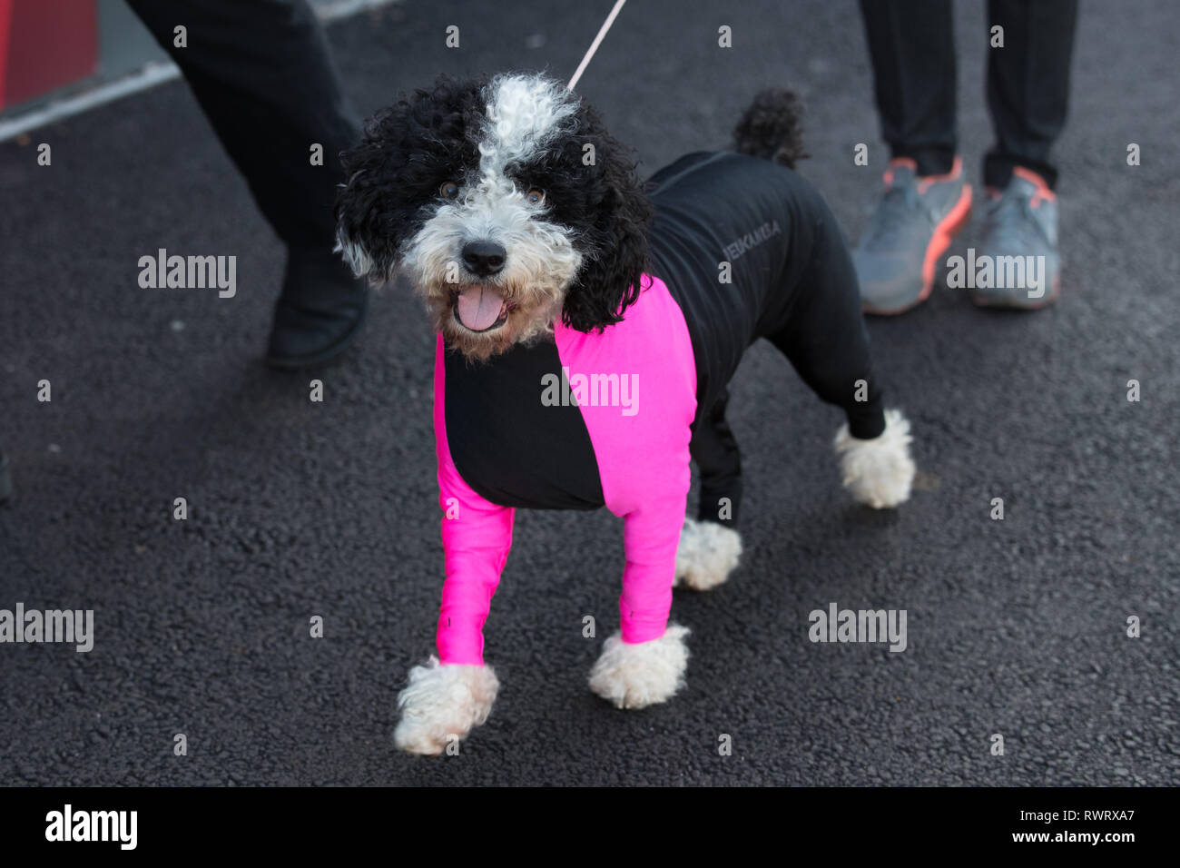 A dog in a pink neon coat arrives at the Birmingham National Exhibition Centre (NEC) for the first day of the Crufts Dog Show. Stock Photo