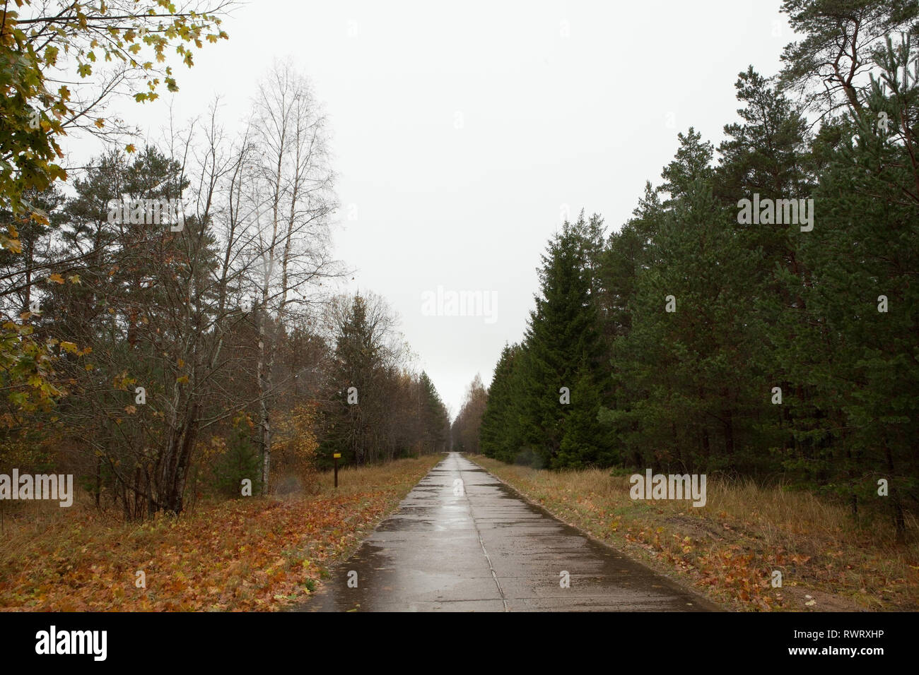 Empty forest road at former Soviet military base, Irbene, Latvia Stock Photo
