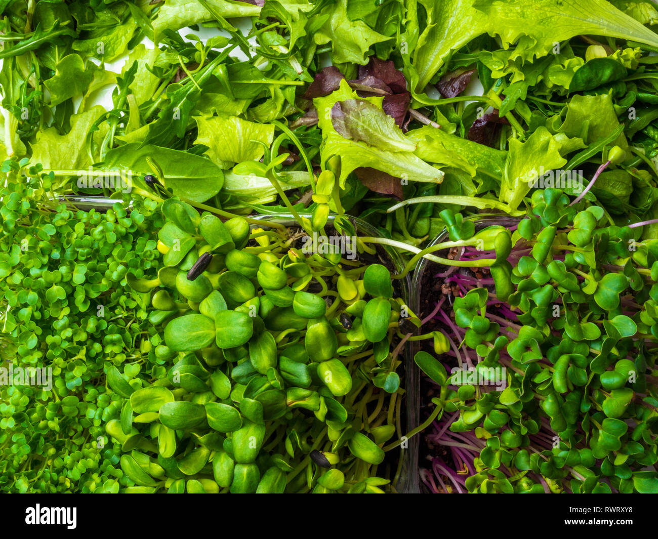 close up green greenery background, lettuce, spinach, microsprouts
