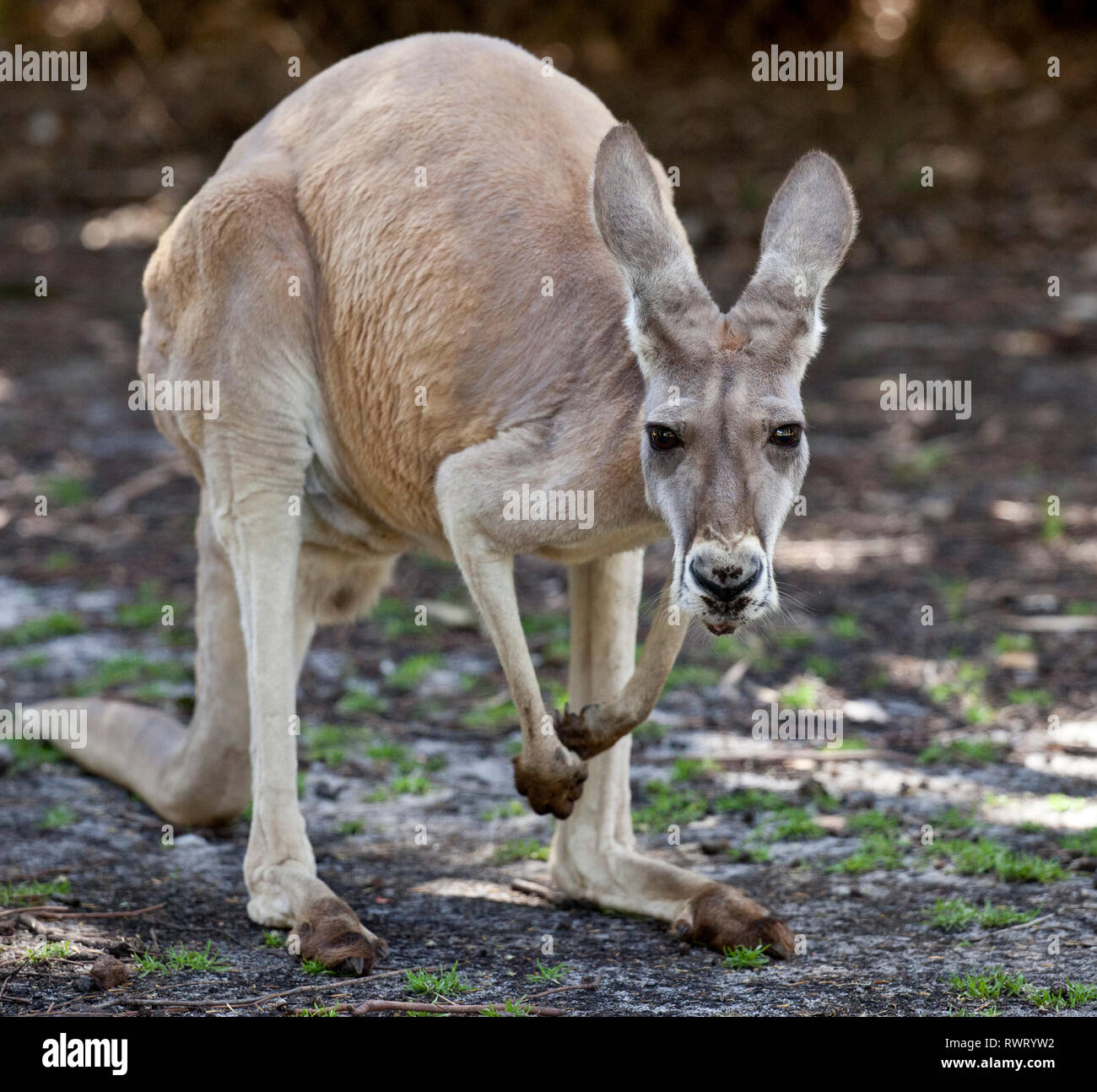 kangaroo in western australia looking straight in to camera looking like he's up for a fight Stock Photo