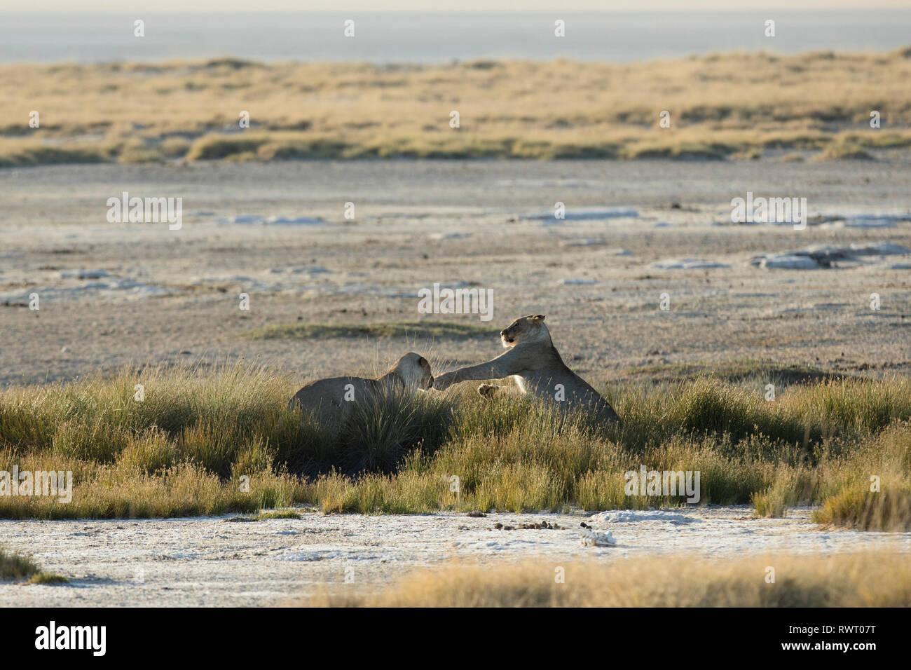 Two lions play in the harsh morning light at a water hole in Etosha National Park, Namibia. Stock Photo
