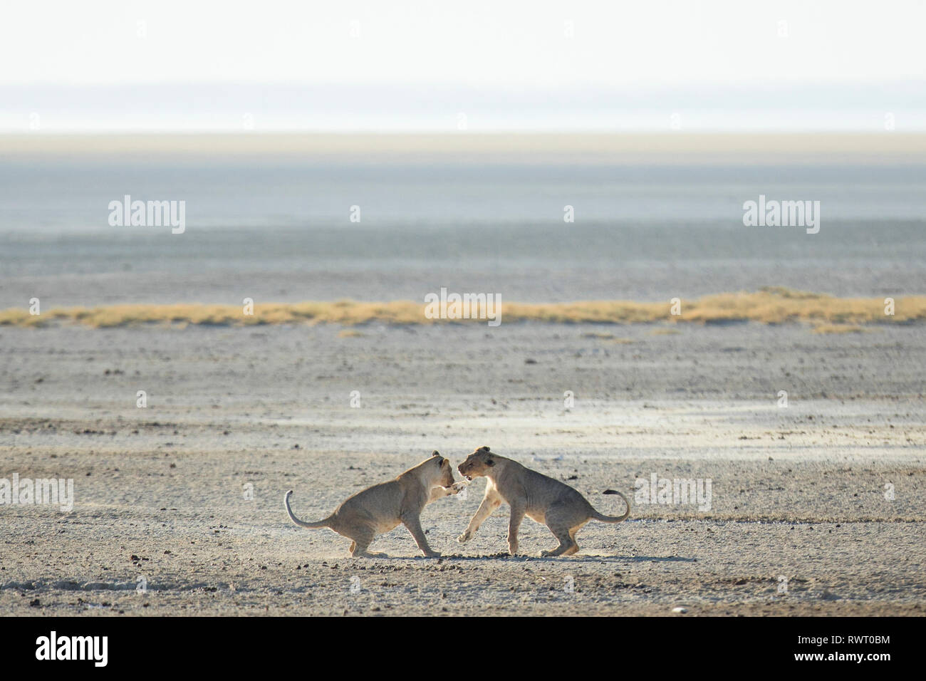 Two lions play in the harsh morning light at a water hole in Etosha National Park, Namibia. Stock Photo