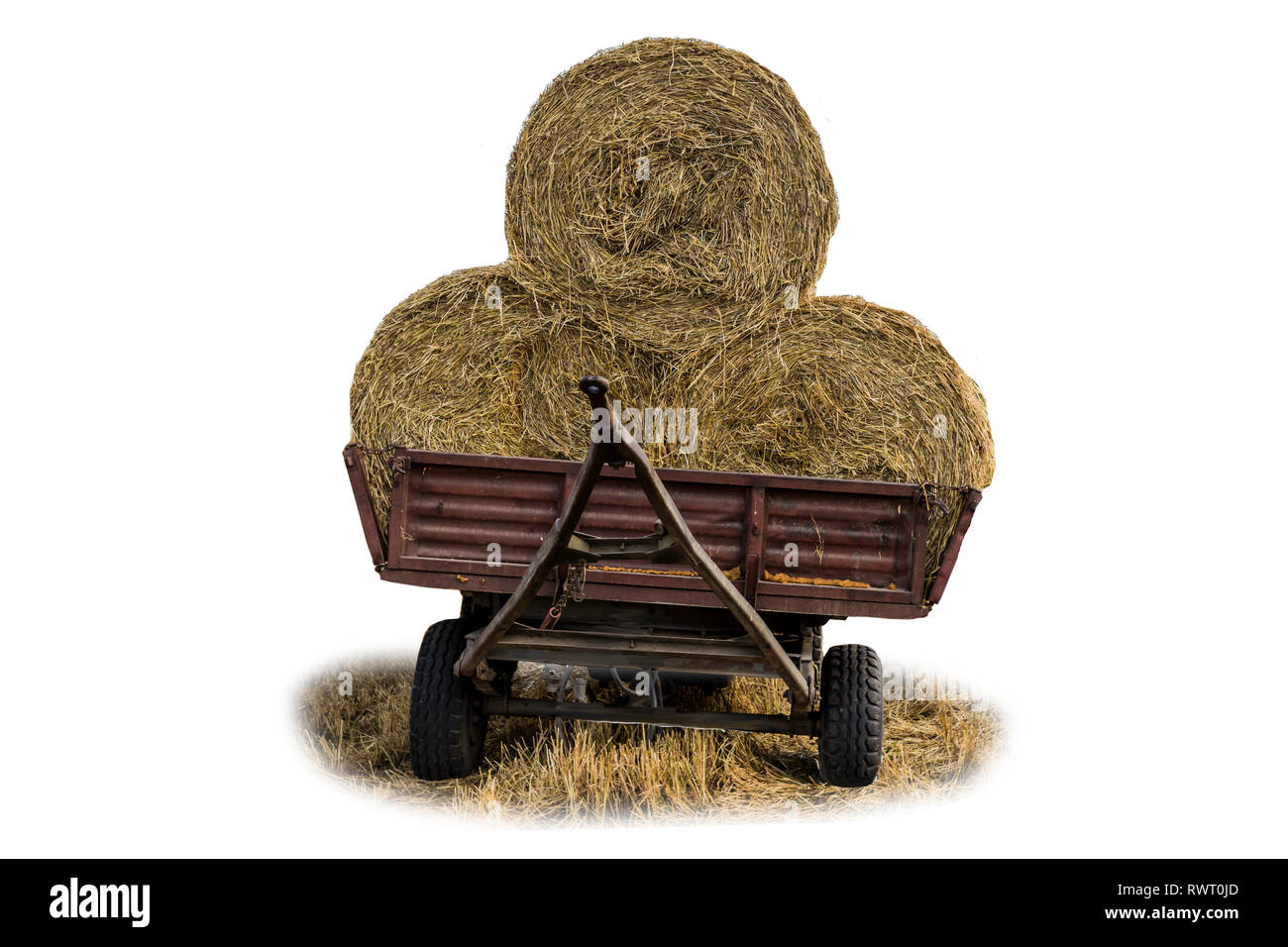 Round bales of straw, covered with a net, loaded on a tractor trailer.Straw is a widely used  material for livestock bedding on a farm.Isolated photo. Stock Photo