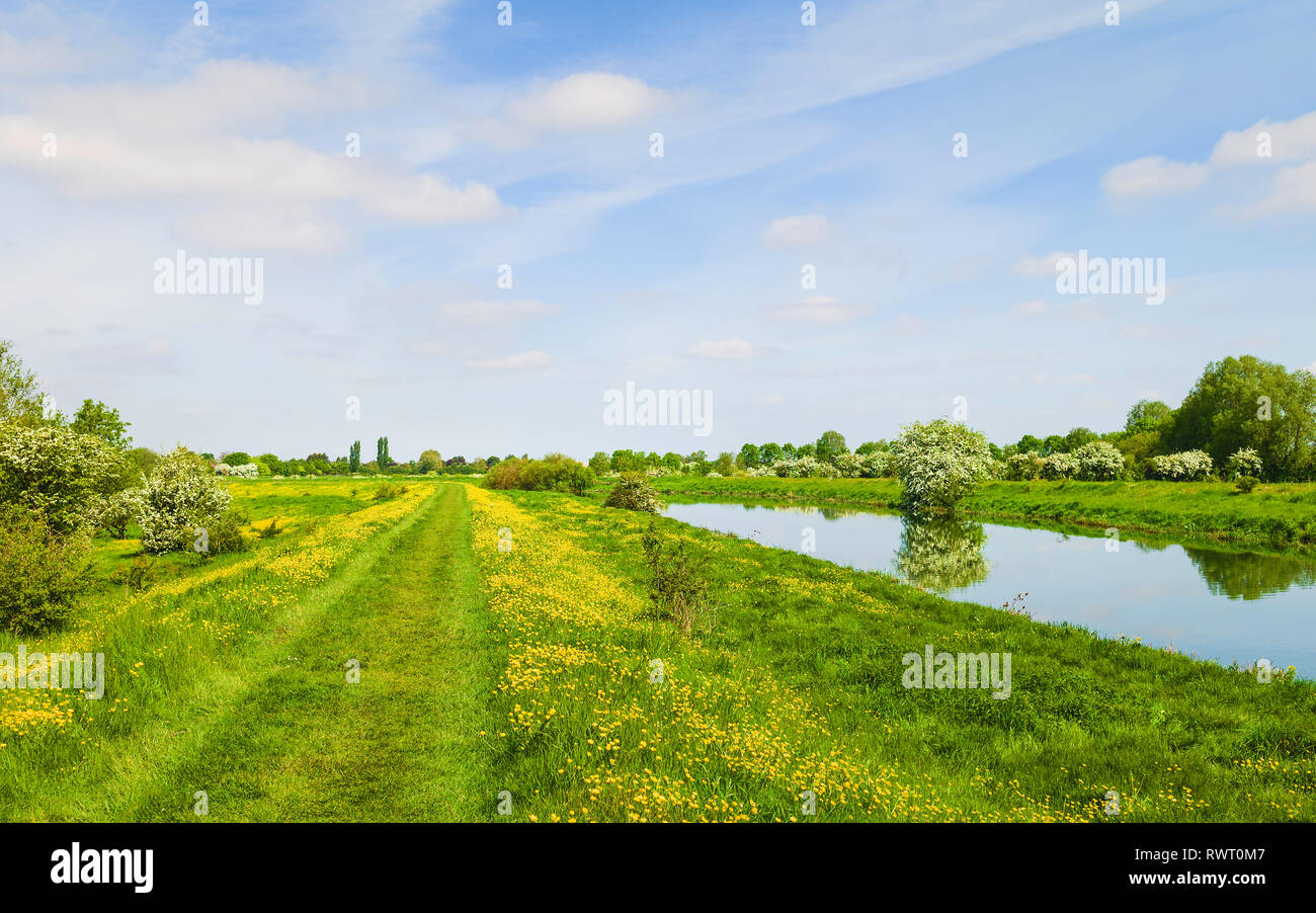 Buttercups in bloom along the bank of the river Hull on a bright, sunny spring morning under a blue sky in Beverley, Yorkshire, UK. Stock Photo