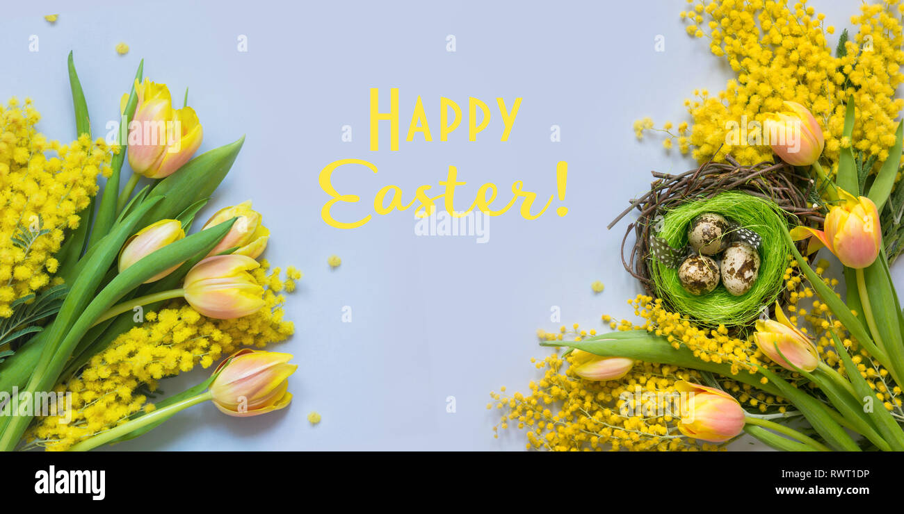 Easter banner of yellow tulips, mimosa on blue. Top view. Hello spring. Stock Photo