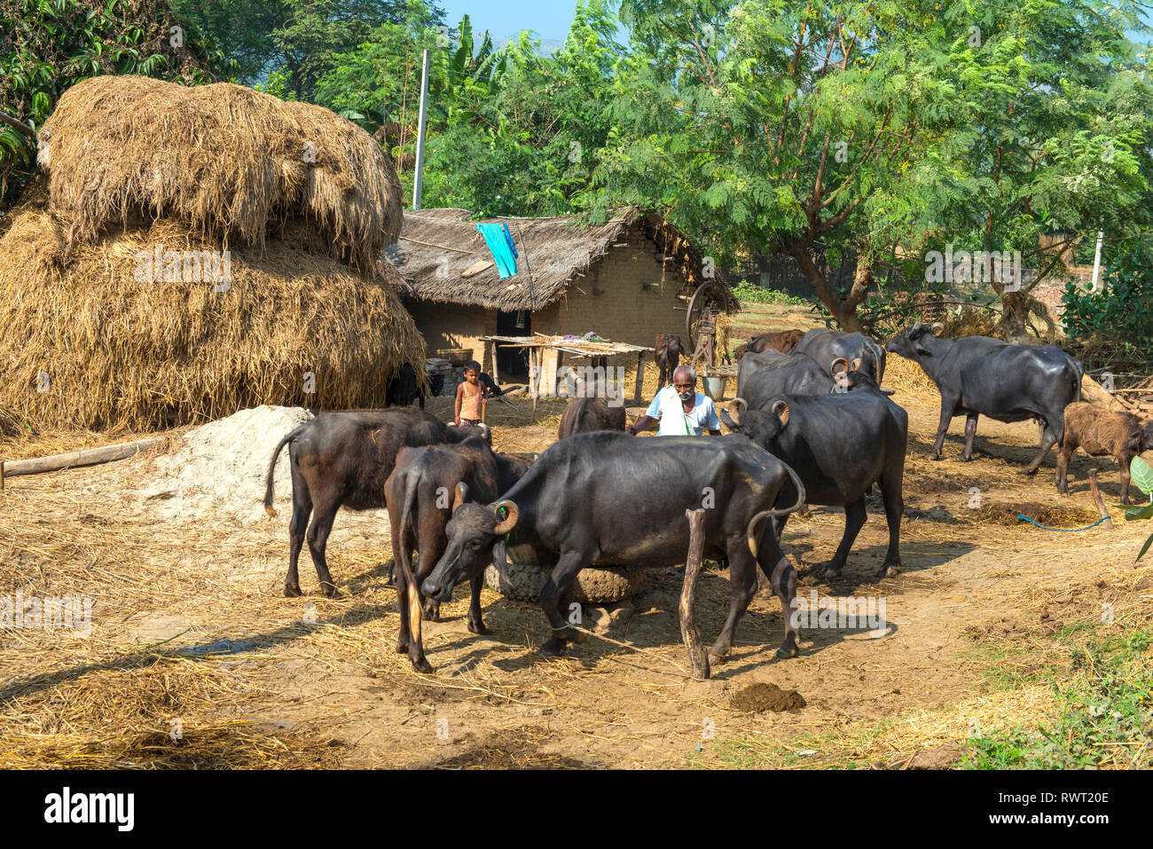 RAJMAHAL, BIHAR, INDIA. A farmer, watched by his son, feeding his water buffalos on a small farm in rural India in front of his house and Stock Photo