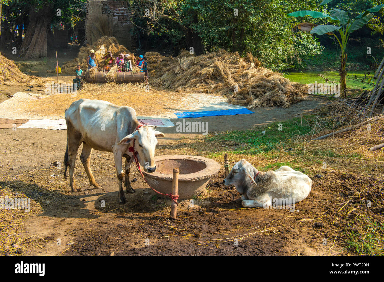 RAJMAHAL, BIHAR, INDIA, Two cows on a feeding bowl while in the background a family threshing rice with a special mechanical drum, equippe Stock Photo