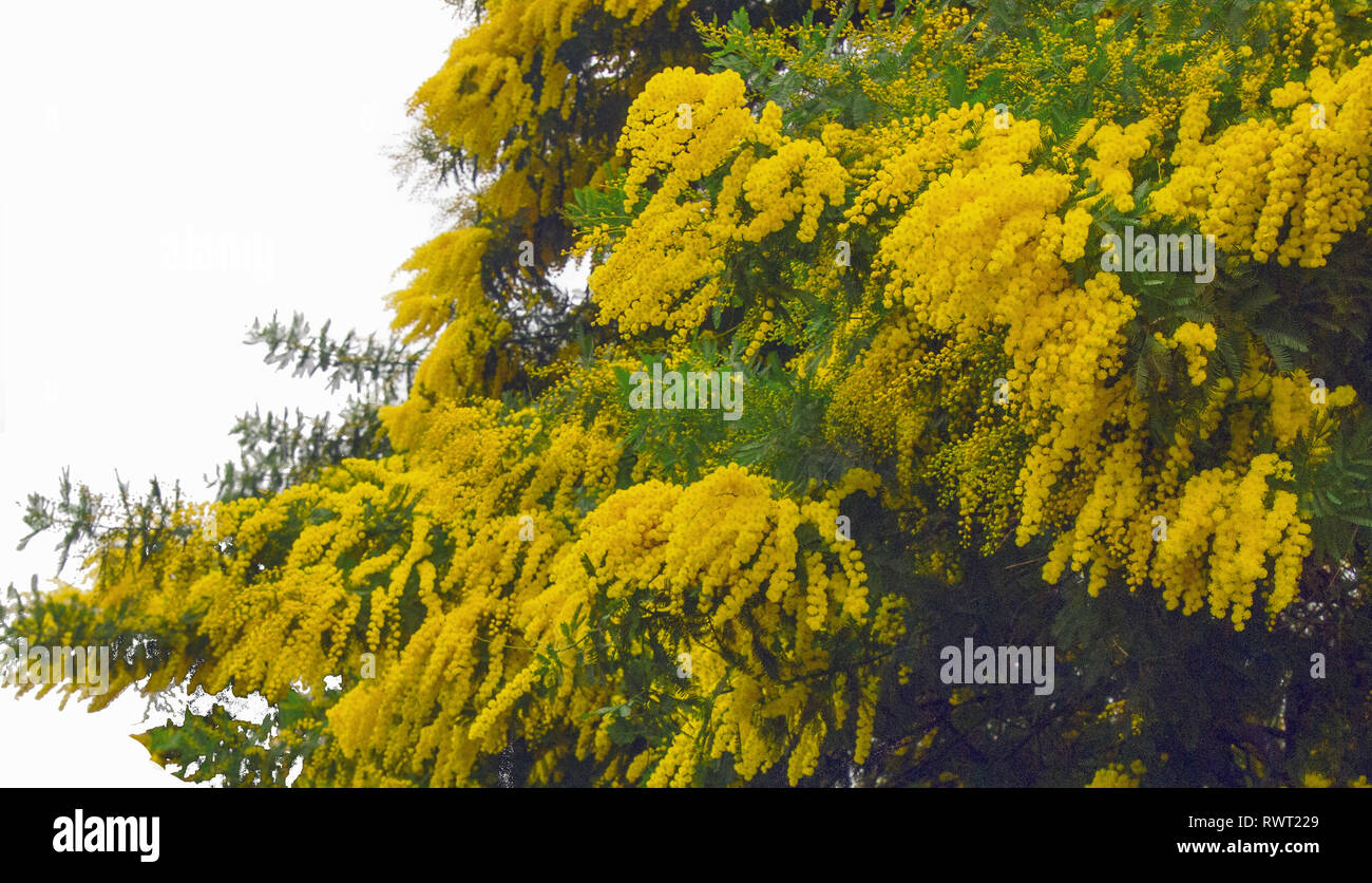 blooming branch of mimosa in spring Stock Photo