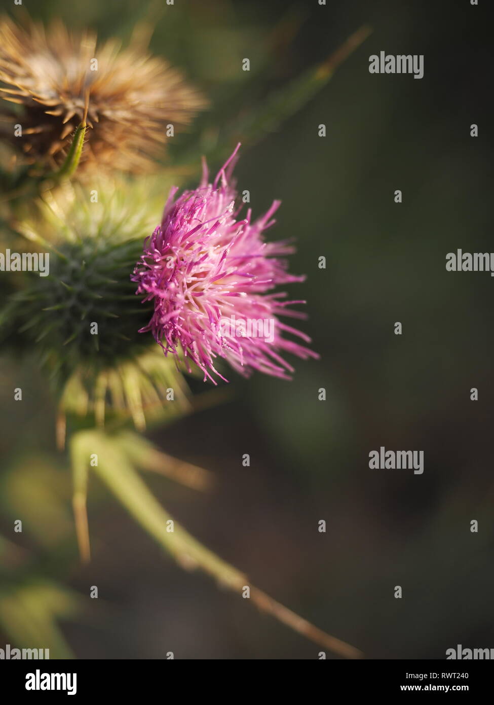 Purple thistle flower growing in the wild of Australia. Beautiful thorny, prickly thistle flowering on the bush. Stock Photo