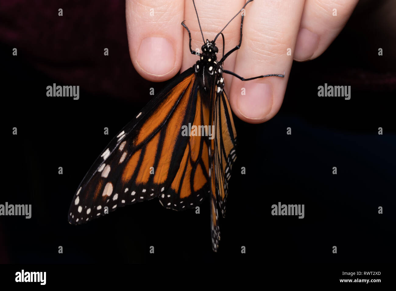 Beautiful butterfly sitting on a woman's finger. Stock Photo