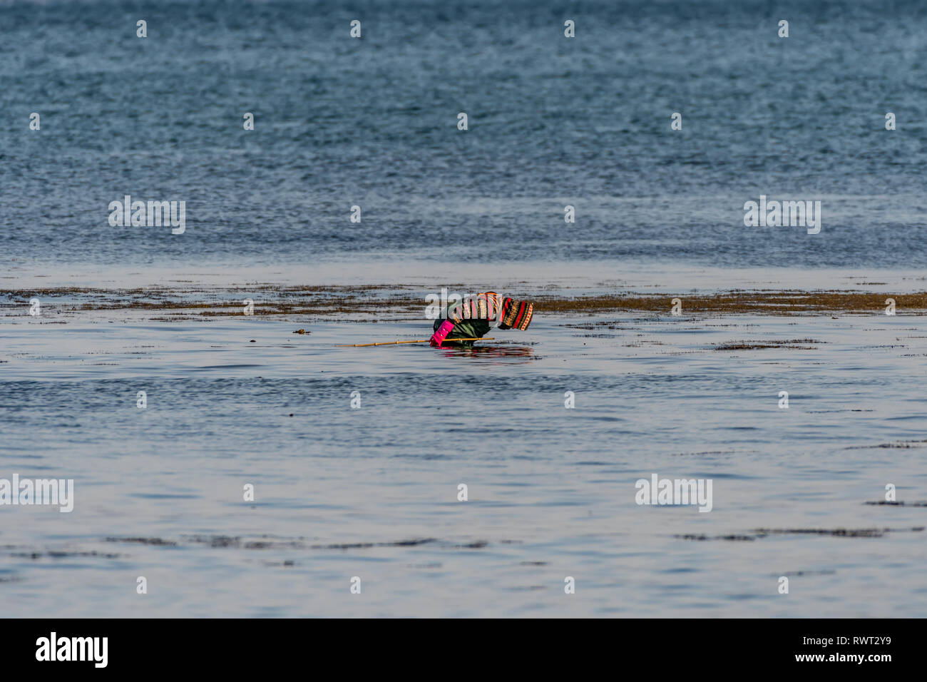 A person collecting seaweed at the sea, South Korea Stock Photo