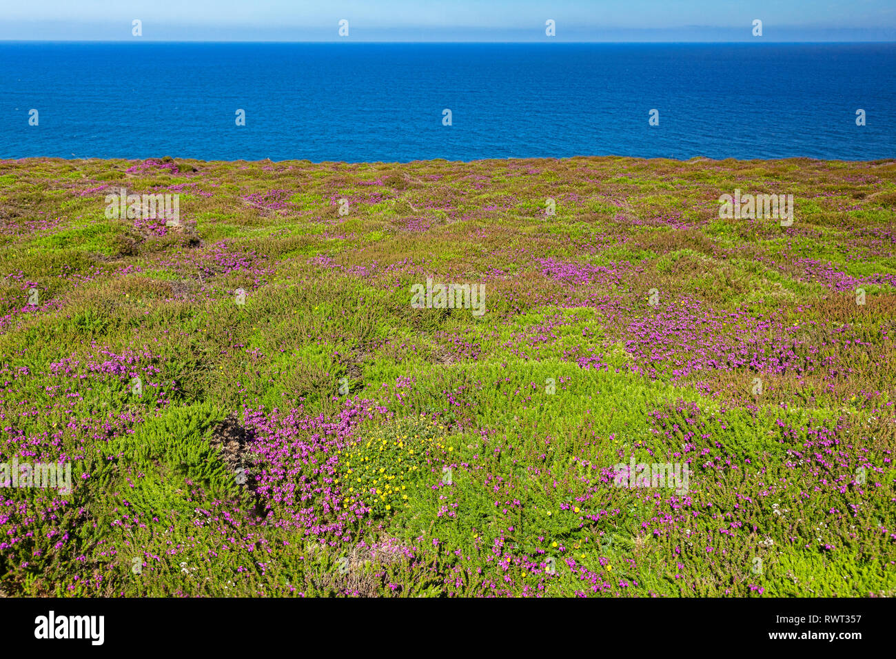 Purple heather in flower on the North Cornwall coast near St Agnes Head, and beside the South West Coast Path. Stock Photo