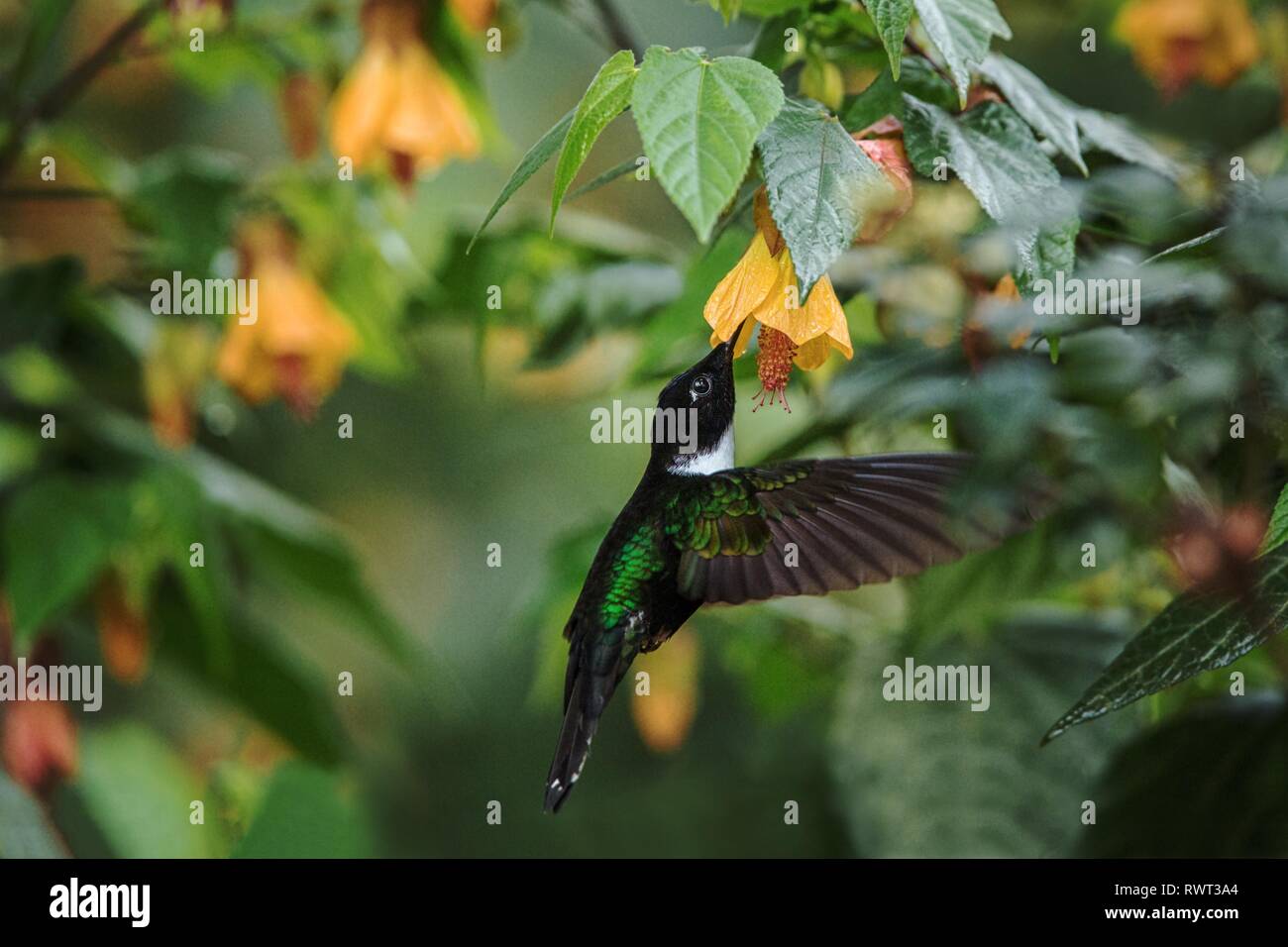 Collared inca hovering next to yellow flower,tropical forest, Colombia, bird sucking nectar from blossom in garden,beautiful hummingbird with outstret Stock Photo
