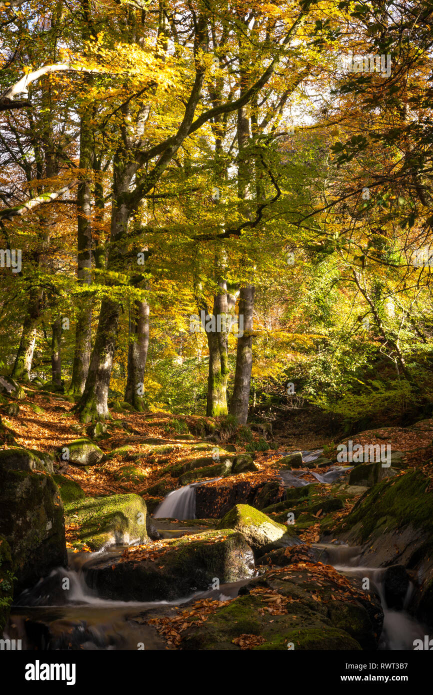 The Shankhill river runs through Cloghleagh Glen, Co. Wicklow, Ireland Stock Photo