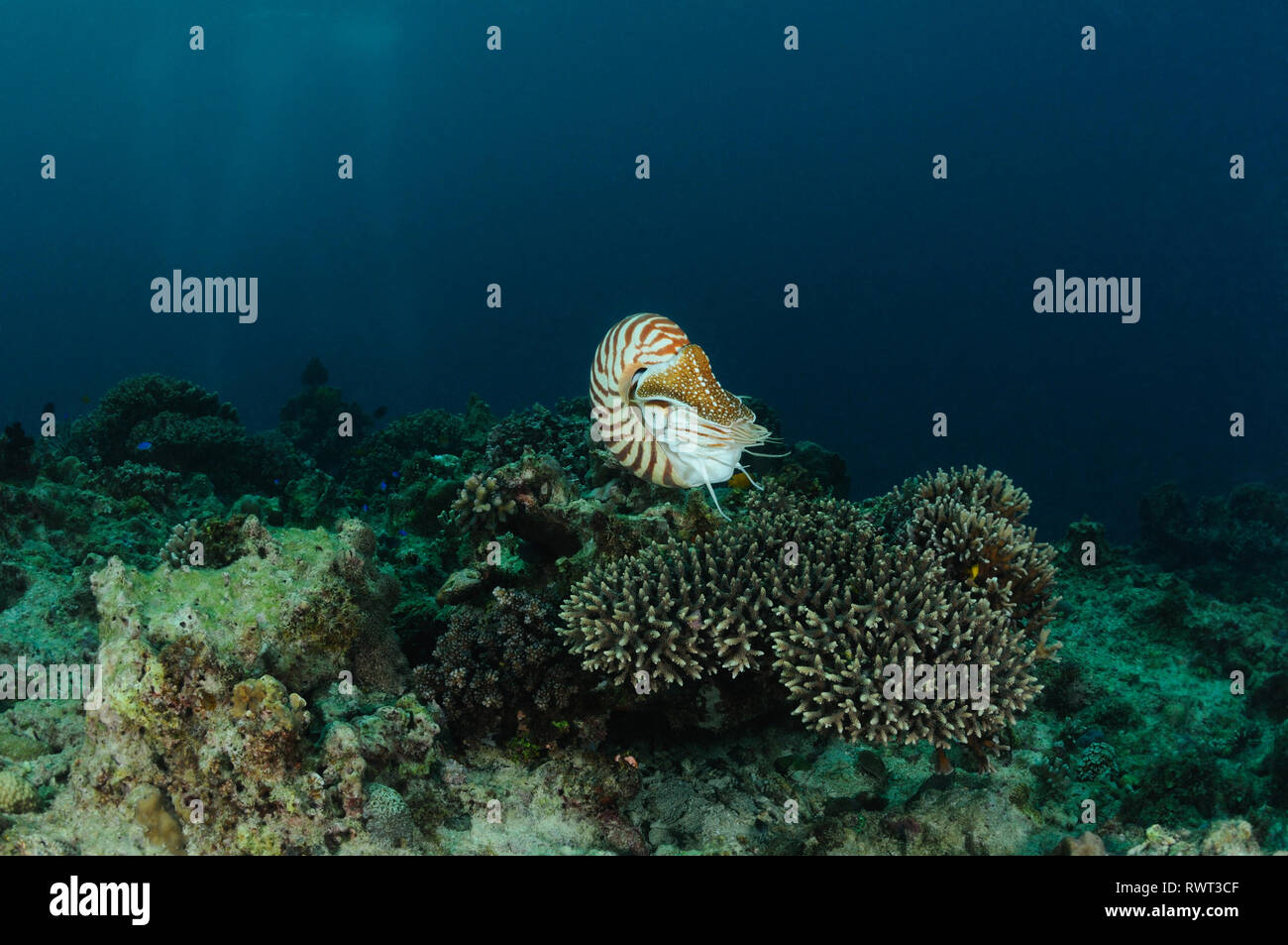 Nautilus is hovering over a table coral, Panglao, Philippines Stock Photo