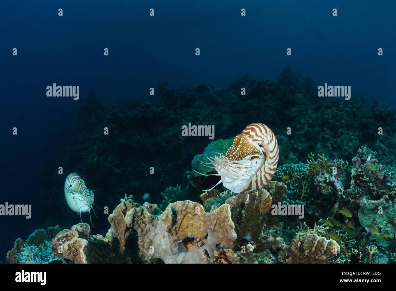 Two nautilus are hovering over a coral reef, Panglao, Philippines Stock Photo