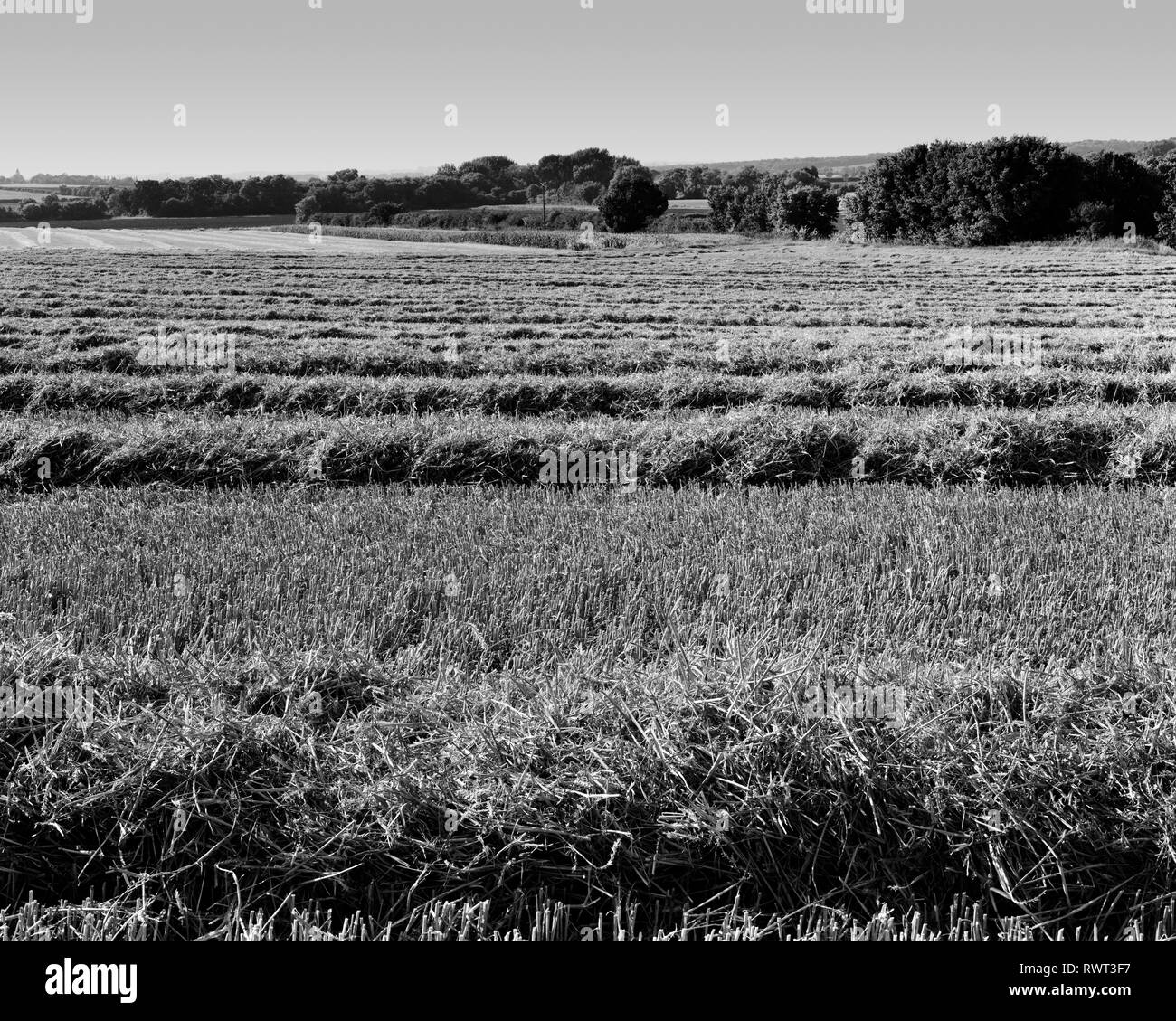 Harvested wheat fields near Waresly Cambridgeshire England Stock Photo