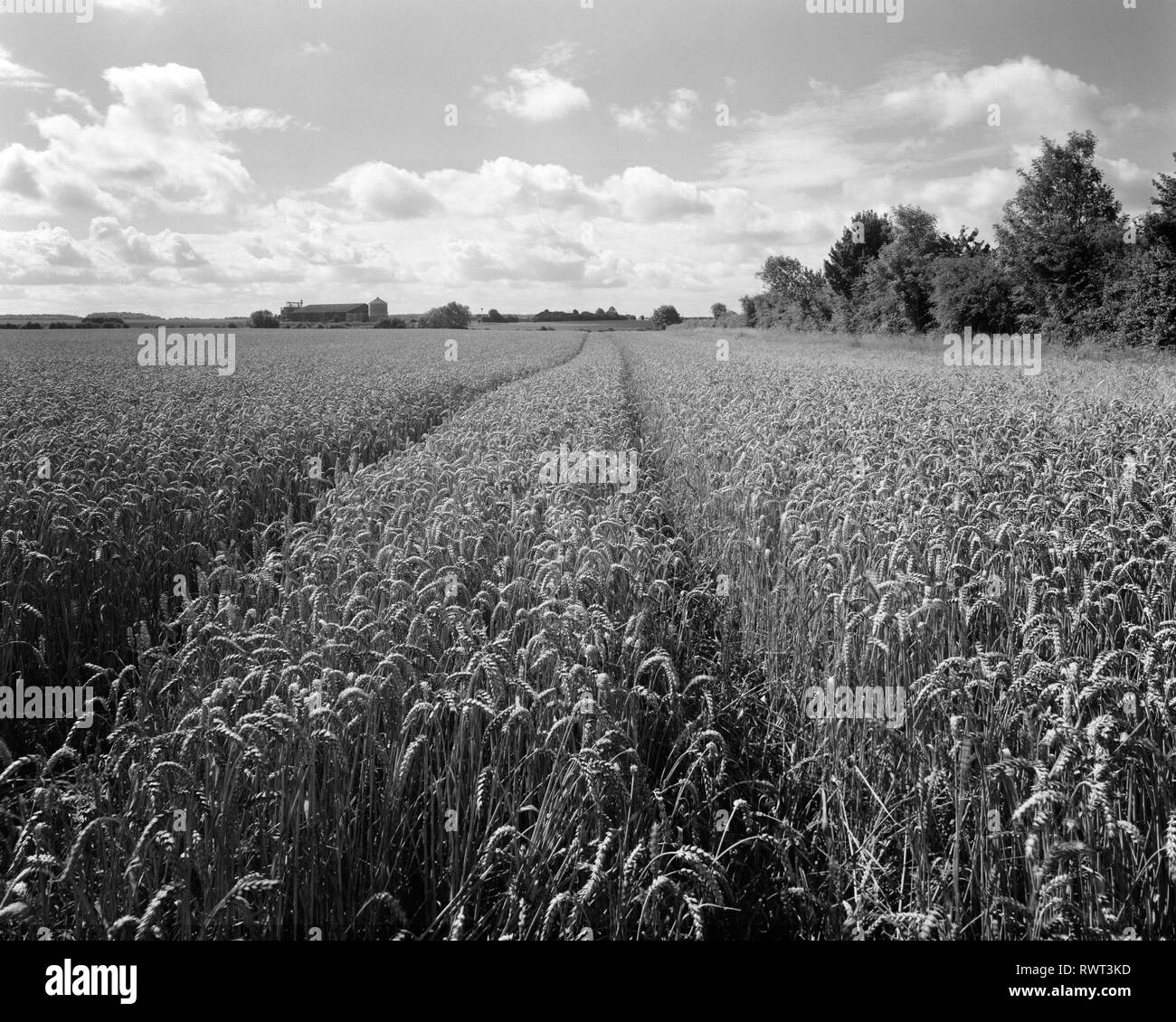 Wheel tracks through field of ripening wheat in South Cambridgeshire England Stock Photo