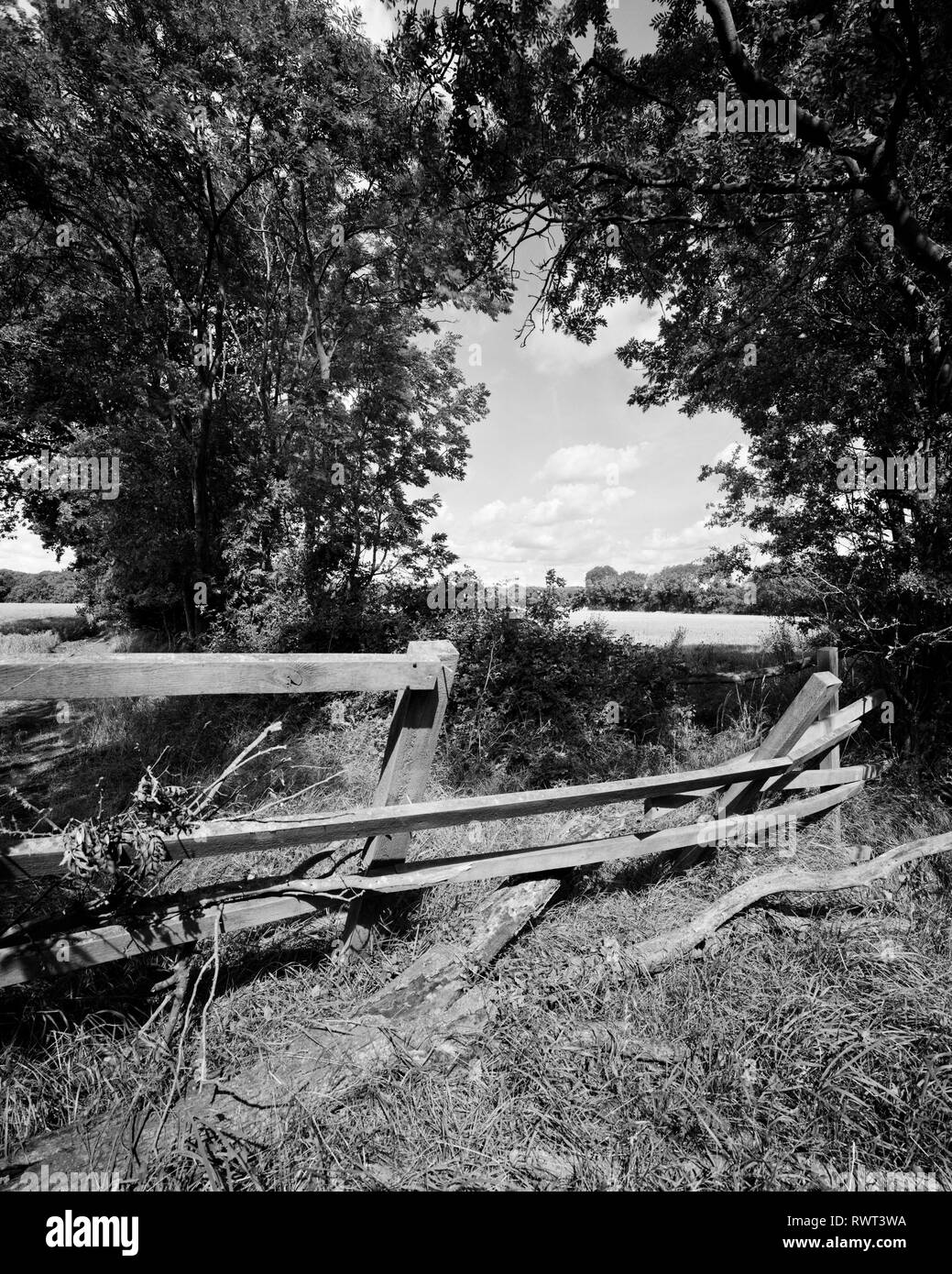 Hedgerow and broken fence near Little Gransden Cambridgeshire England Stock Photo