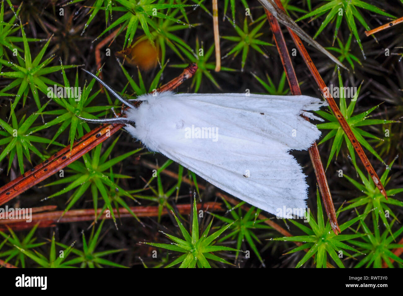 Fall Webworm Moth, (Hyphantria cunea), in the Adirondack Forest