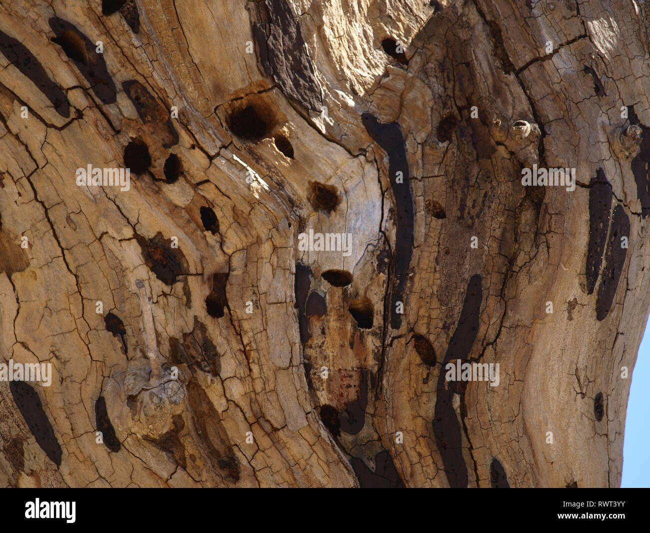 Cypress of lebanon hires stock photography and images Alamy