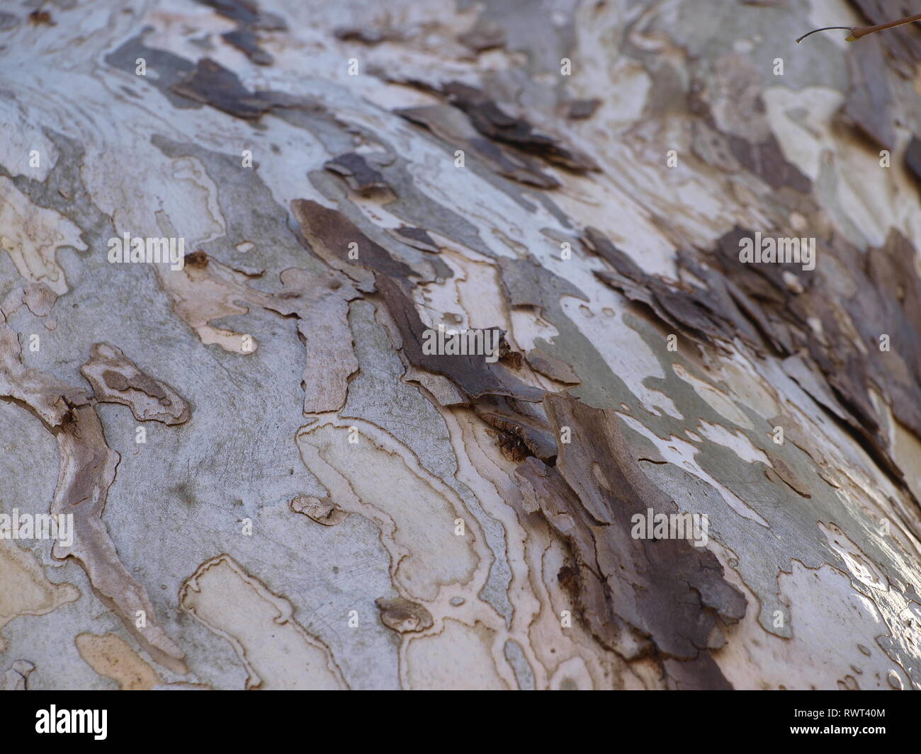 Cypress of lebanon hires stock photography and images Alamy