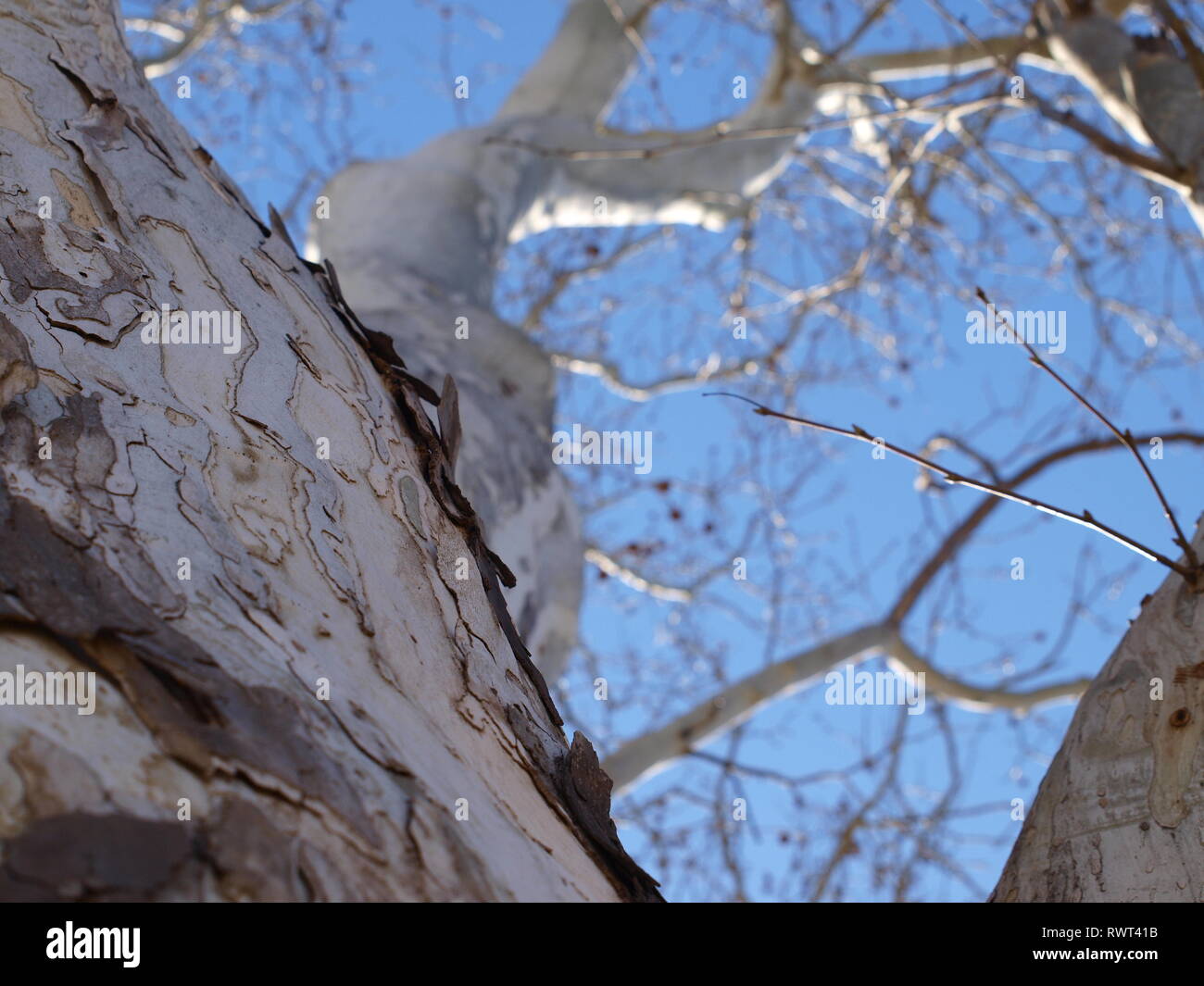 Cypress of lebanon hires stock photography and images Alamy