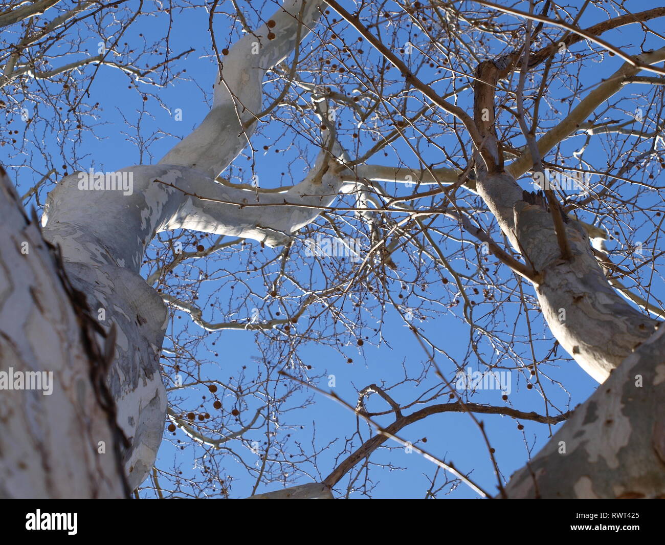 Cypress of lebanon hires stock photography and images Alamy